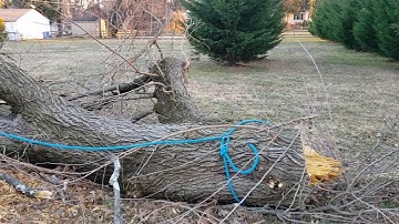 Backleaning Mulberry Top with 3:1 Mechanical Advantage