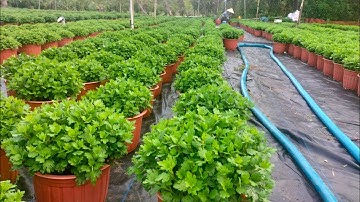 Ngắt đọt lần cuối và thời gian ngắt điện cho Cúc mâm xôi Hàn Quốc   Hoa Tết 2025