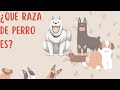 ADIVINA la raza del perro 🤔🐕- @PlayQuiz #adivinanza #perros #playquiz #trivia #raza