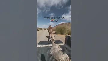 راح ورحـــل اشتراك 