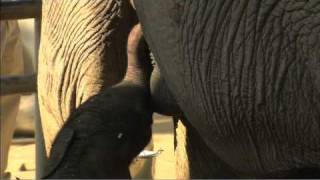 San Diego Zoo Kids - Elephant Calves