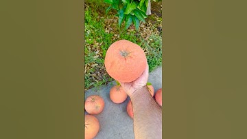 VERY LATE Harvest - Rio Red Grapefruit #garden