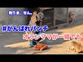 パンチくん、オランママが一緒でもサル山に残らず(Punch refuses to stay on Monkey Mountain) 2026.03.05 午後 市川市動植物園 #がんばれパンチ