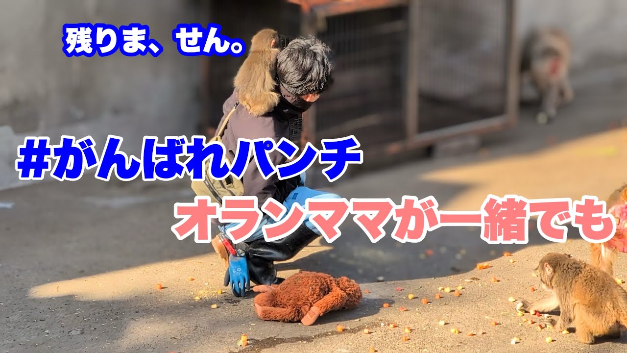 パンチくん、オランママが一緒でもサル山に残らず（Punch refuses to stay on Monkey Mountain）　2026.03.05 午後 市川市動植物園 #がんばれパンチ