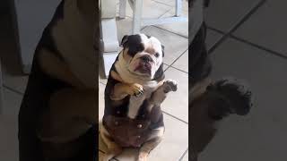 @weeereggietv: Happy Monday from Weeee! #dog #doglover