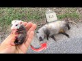 BABY OPOSSUM FOUND SICK & ORPHANED ! WHAT NOW ?!