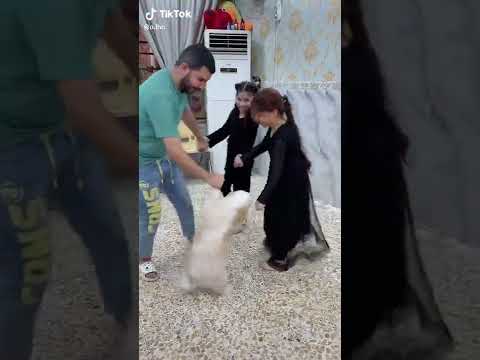 تحشيش حيدر ورتوجه شد يا ورد