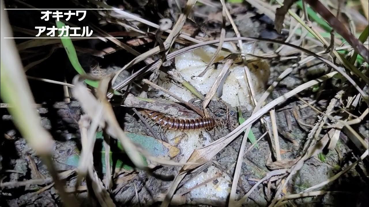 オキナワアオガエルの卵、ヒメハブ(2本目)、オキナワシリケンイモリ/2023.2.4 YouTube