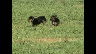 Morkie Puppies For Sale ~ Teacup Morkies Mia and Mickey 479-262-6855