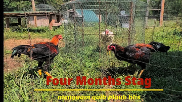 saib kuv cov menyuam  qaib plaub hlis ua sib | ดูไก่ของฉัน | Pakoi | Ganoi | Aseel | Ayam | Shamo |