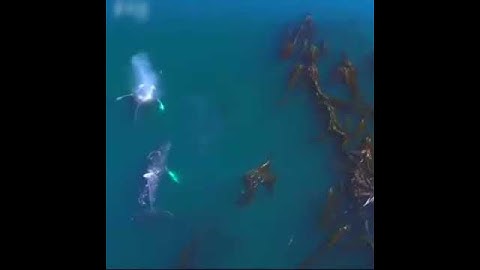 حالة واتس اسلامية سورة الانسان تلاوة بصوت القارئ الذي يبحث عنه الكثير هدوء وجمال لا يوصف حالات واتس