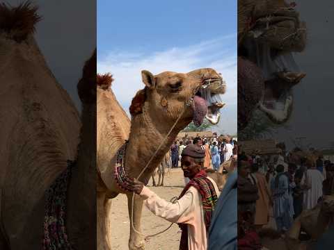 ش د يد ف ي ب ط ن الج م ل و س ع ي الق ر و ي ين ل إ ن ق اذ ه