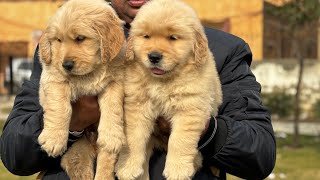 Golden Retriever puppies For Sale pure golden retriever ki pehchaan and scam hone se kaise bache by Doggyz World 3,413 views 2 months ago 2 minutes, 58 seconds