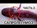 Аксолотль заболел. Сапролегниоз. Лечение. Часть 2