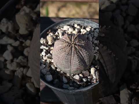 Video: Euphorbia Obesa Care - Consejos para cultivar una planta de béisbol