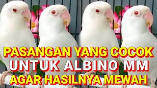 The right match for an albino MM Lovebird to produce exceptional offspring