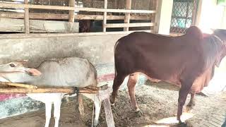 Amazing Man Use Traditional Style To Produce The Baby Cow #04