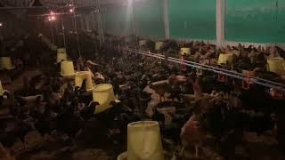 Raise 10,000 farm chickens