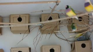 Gouldian finches getting ready to breed