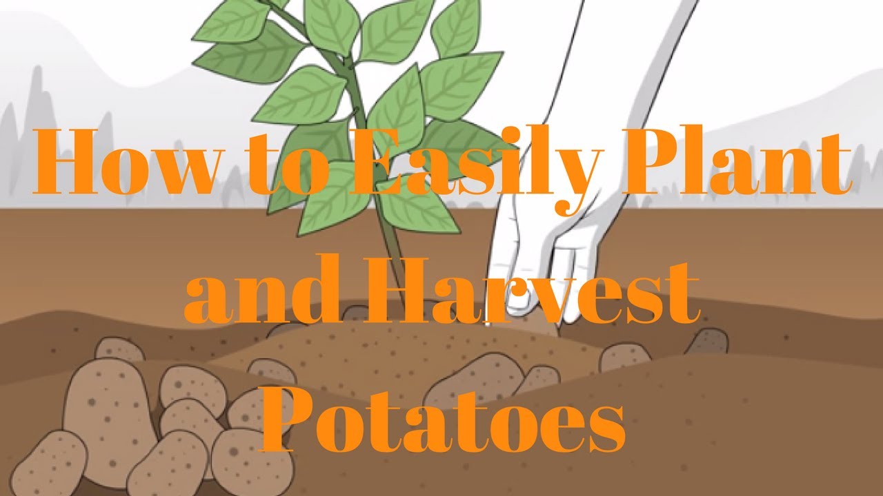 How To Plant Potatoes | How to Easily Plant and Harvest Potatoes - YouTube