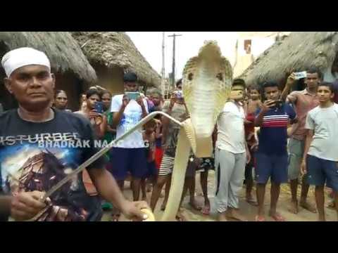  Indian cobra rescue by Mirza in Bhadrak