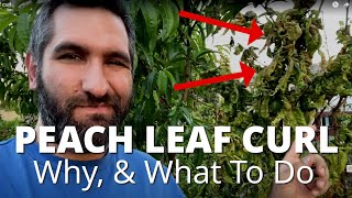 What Happened to My PEACH & NECTARINE TREE?!?  | Peach Leaf Curl Why It Happens & How To Prevent