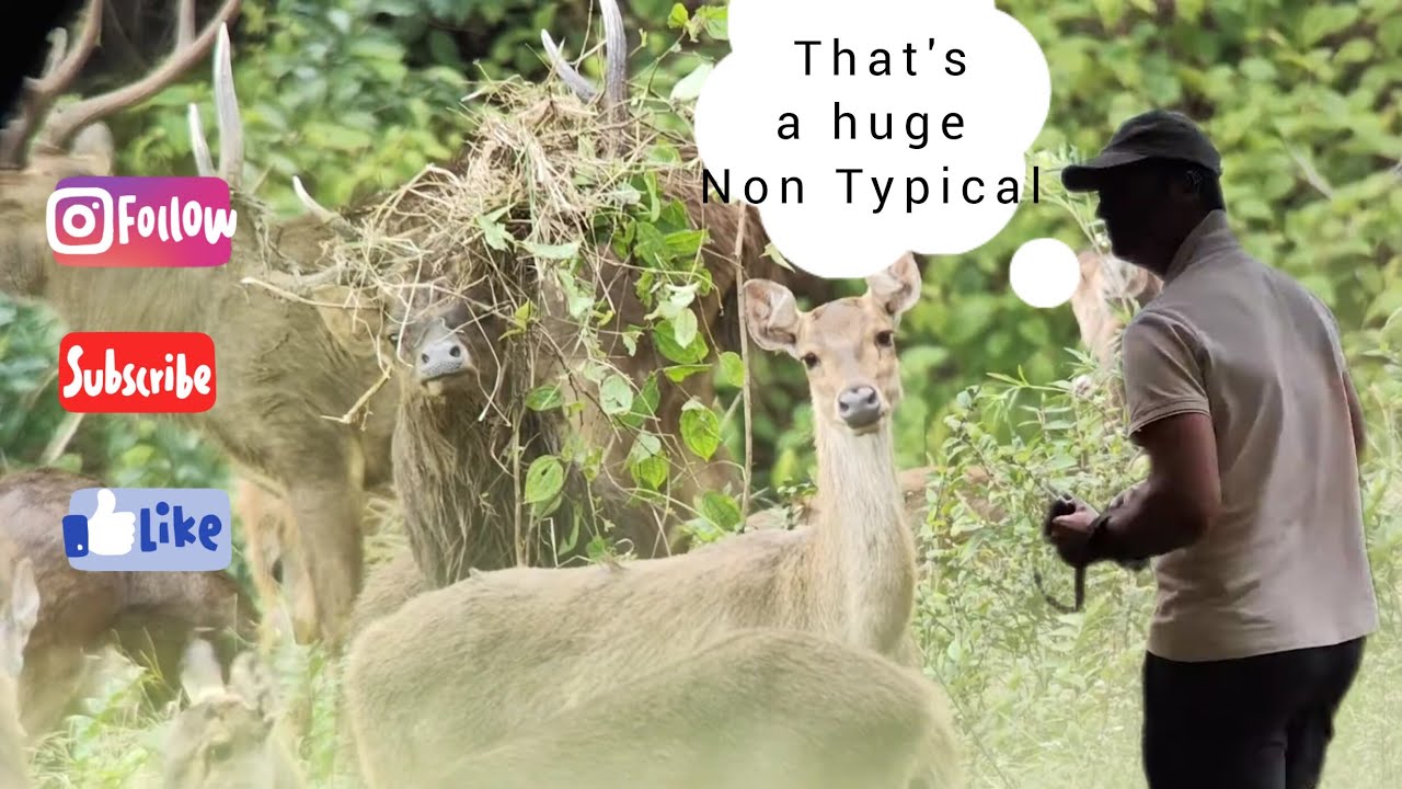 Non typical Rusa stag.