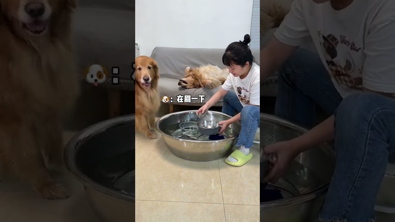 It is too particular and requires a lot of requirements. Cute pets have become sperm. Don’t know