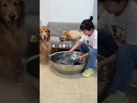 It is too particular and requires a lot of requirements. Cute pets have become sperm. Don’t know