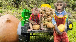 Bim Bim's Monkey Family Goes Together To Harvest Jicama