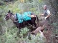 Monteria Mulos Arrieros de Cordoba  Parte Segunda