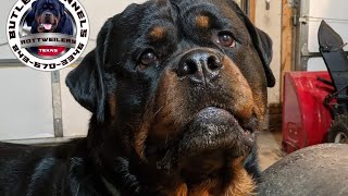 No Such thing as a 'German' Rottweiler...   explained