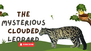 The Mysterious Clouded Leopard of Southeast Asia, such a beauty!