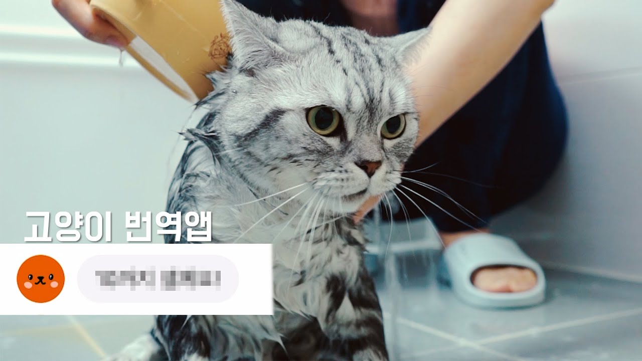 I Translated The Cat Sound Using A Cat Translator. - Youtube