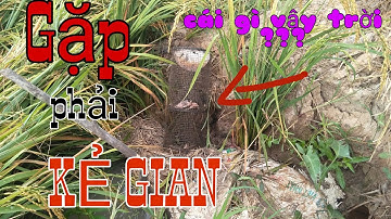 ĐẶT LỢP ẾCH - Một Ngày Không May Mắn, Bị Kẻ Gian Đổ Lợp Không Trượt Phát Nào // Trap frog