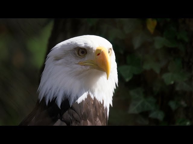 Bringing Bald Eagles Back: The Museum's Story class=