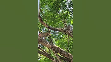 monkey stand on the tree