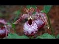 Chinese wild lady slipper flower nursery, Sichuan, China