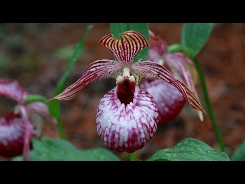 Video: Wild Lady Slipper Orchids - Menumbuhkan Bunga Liar Sandal Wanita