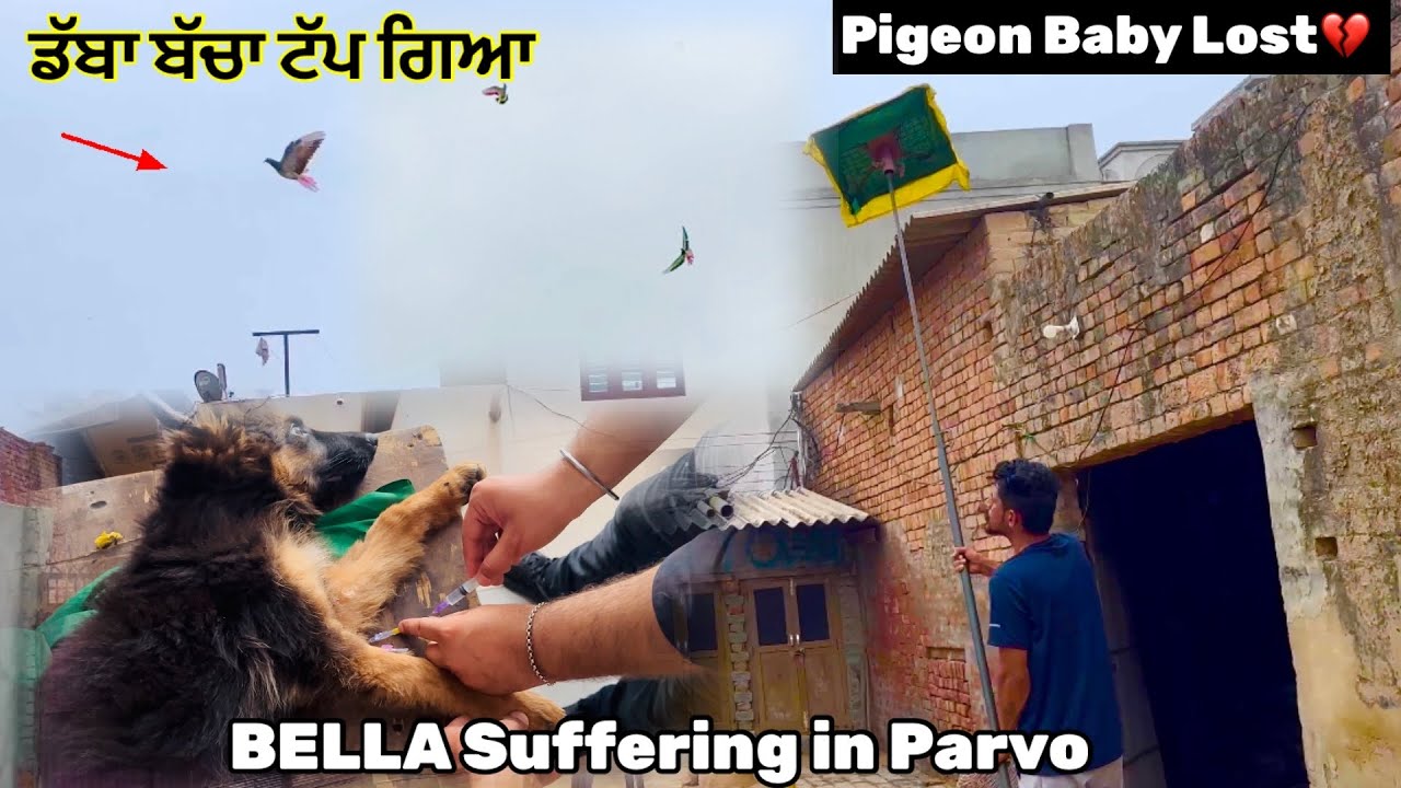 ਡੱਬਾ ਕਬੂਤਰ ਭੱਜ ਗਿਆ🕊️|| ਰੱਤਾ ਵੀ ਉਡਾ ਕੇ ਦੇਖਿਆ ਅੱਜ❤️ || #pigeon #kabootar