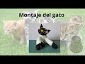 Diytutorial gato de lana con dos agujas