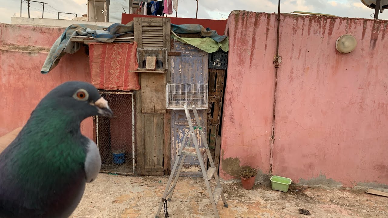 بنيت سجنة جديدة 👌للحمام الزاجل 🕊️😍