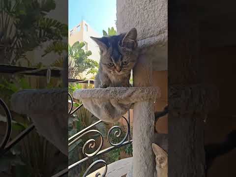 جميلة اوي ماشاء الله تبارك الله قطط صغيرة