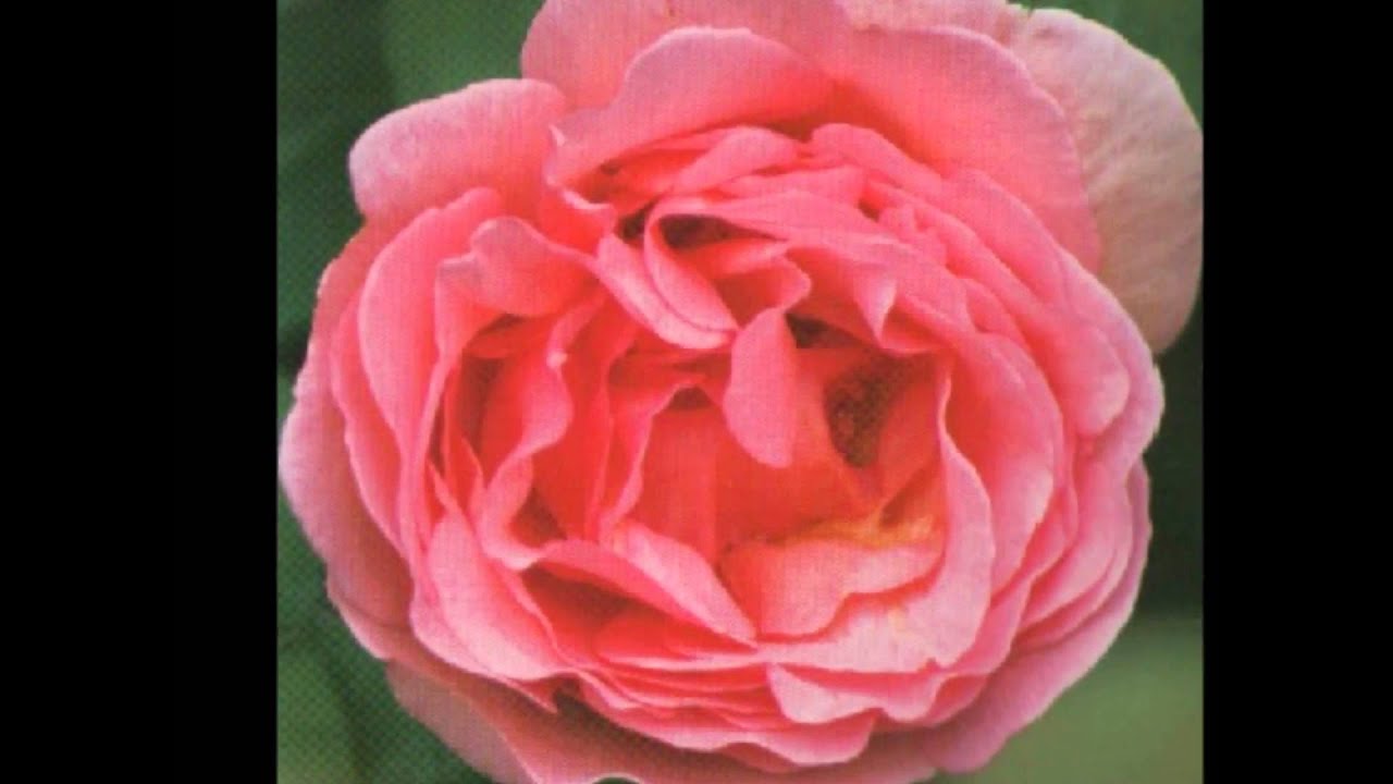 Download Mp3 Of Gangster