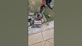 #apaixonadosporcarnivoras #funny #auxiliarveterinario #cobravenenosa #nature