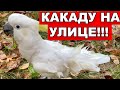 ПОПУГАЙ НА УЛИЦЕ! КАКАДУ ГУЛЯЕТ ПО ПАРКУ ПОД ДОЖДЕМ!