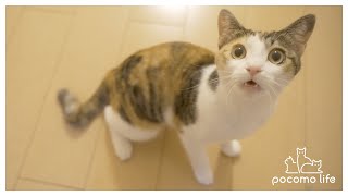 [ENG SUB]My cat howls because she can't wait for her birthday meal!