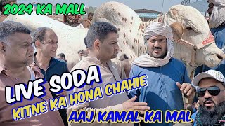 Live Soda kitne ka hona chahie ?🤔 | beautiful Sahiwal cholistani gulabi ablak bachre | Lahore Mandi