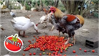 Colocando Tomatinhos para a Criação