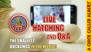 Live Hatchings - The smallest ducks on earth